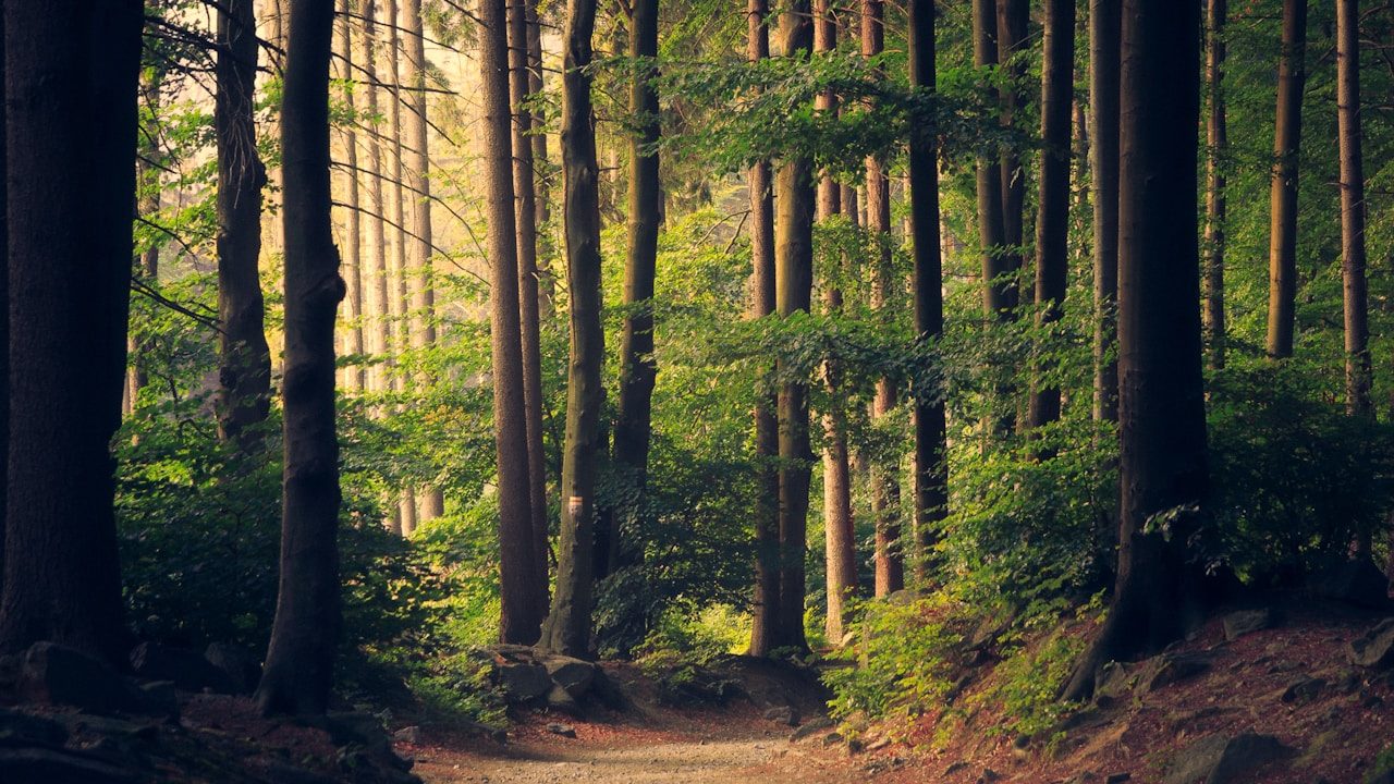 Professional brick walkway installation with premium hardscape design